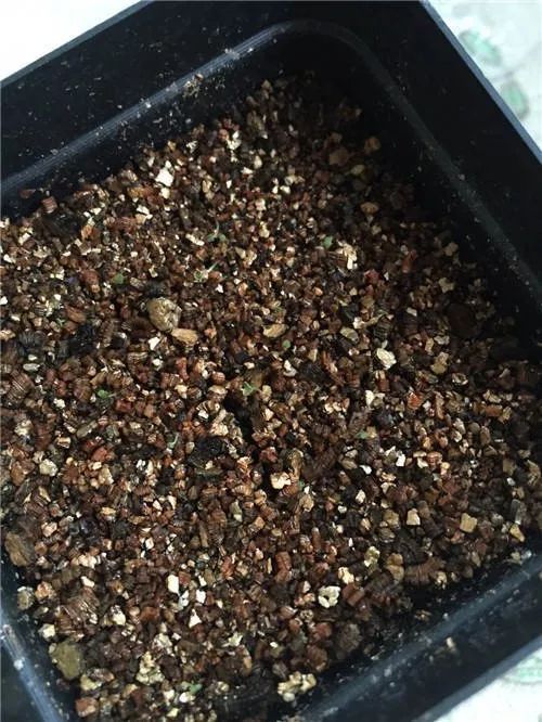 多肉播種不出苗，根本不是你的錯——五香瓜子引發(fā)的啟示